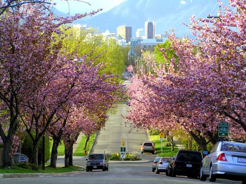 "vancouver blossoms" by David Wise licensed under CC BY 2.0