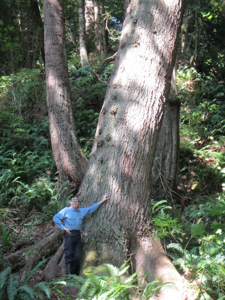Registry committee member Ralf Kelman standing next to tree #320, the Wesbrook Ravine grand fir.