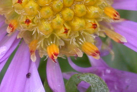 3floralvar-Aster flowers