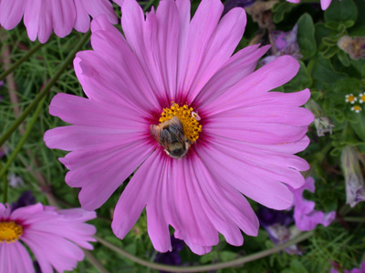 3floralvar-Cosmos pollinator