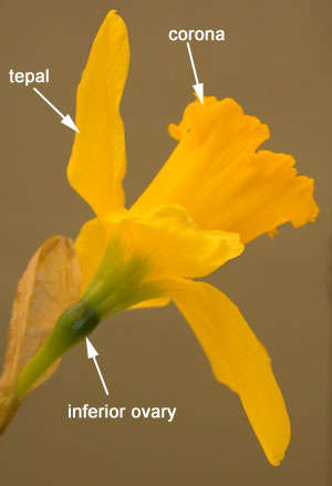 3floralvar-daffodil labelled parts