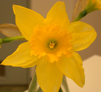 3floralvar-daffodil