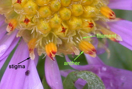 3floralvar-disk flowers Aster