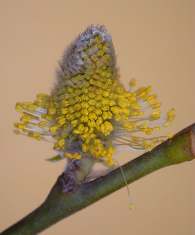 3floralvar-male willow catkin mature