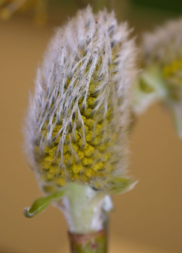 3floralvar-male willow catkin