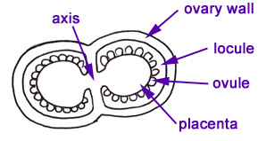 3floralvar-snapdragon ovary xs diagram