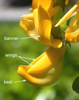 5fabaceae flower morphology2