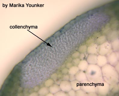 Collenchyma Tissue | BIOL/APBI 210 Lab Information