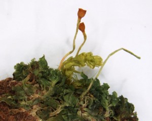 Oedipodium griffithianum plants