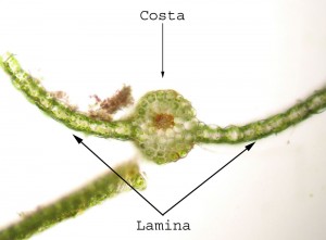 Plagiomnium insigne leaf cross-section