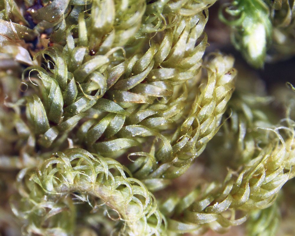 Coiled Leaf Moss Hypnum Circinale Biodiversity Of The Central Coast