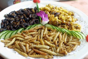 Edible insects 