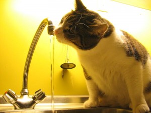 Staying hydrated. Image source: Wikimedia Commons-Tomasz Sienicki