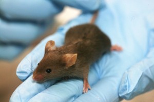 Kyoto University used skin cells to create mice pups in 2012.  Lab Mouse Source: Google 