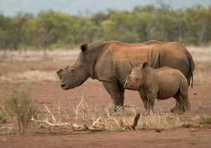 Blog 1 - Rhino photo
