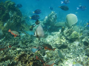 A Caribbean coral reef ecosystem (copyright - Ken Clifton)