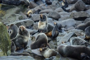 Northern Fur Seals Source: Dr. Andrew Trites