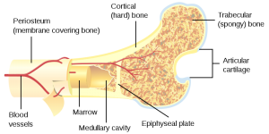 The cross-section of a bone. Notice the special structure of the spongy bone.
