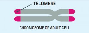 6_telomere_1
