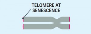 6_telomere_3