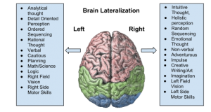 Brain Lateralization by Chickensaresocute via Wikimedia Commons
