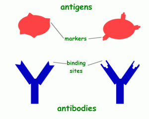 antibodies_and_antigens