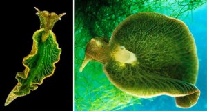 Sea-Slug, Elysia chlorotica From Pedro Jorge Peu (pinterest)