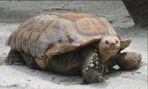Tortoise Source: Chad Sparkes (Flickr Commons)