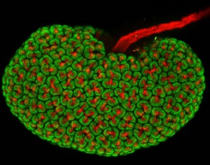 WEB_mouse-kidney-stem-cells