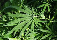 "Cannabis" by Tomas de Aquino on Flickr Commons