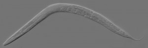 C. elegans worm used in the study. Source: Wiki Commons 
