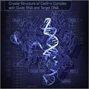 "Crystal Structure of Cas9 in Complex with Guide RNA and Target DNA" by Hiroshi Nishimasu, F. Ann Ran, Patrick D. Hsu, Silvana Konermann, Soraya I. Shehata, Naoshi Dohmae, Ryuichiro Ishitani, Feng Zhang, and Osamu Nureki - Crystal Structure of Cas9 in Complex with Guide RNA and Target DNA http://dx.doi.org/10.1016/j.cell.2014.02.001. Licensed under CC BY-SA 3.0 via Commons