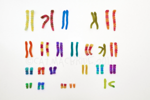 Source: Flickr Commons, Huamns have 22 pairs of autosomes and 1 pair of sex chromosome 