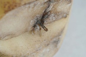 Metal Needles Found In Russet Potatoes