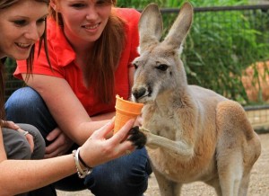 Getting up close to feed a kangaroo!