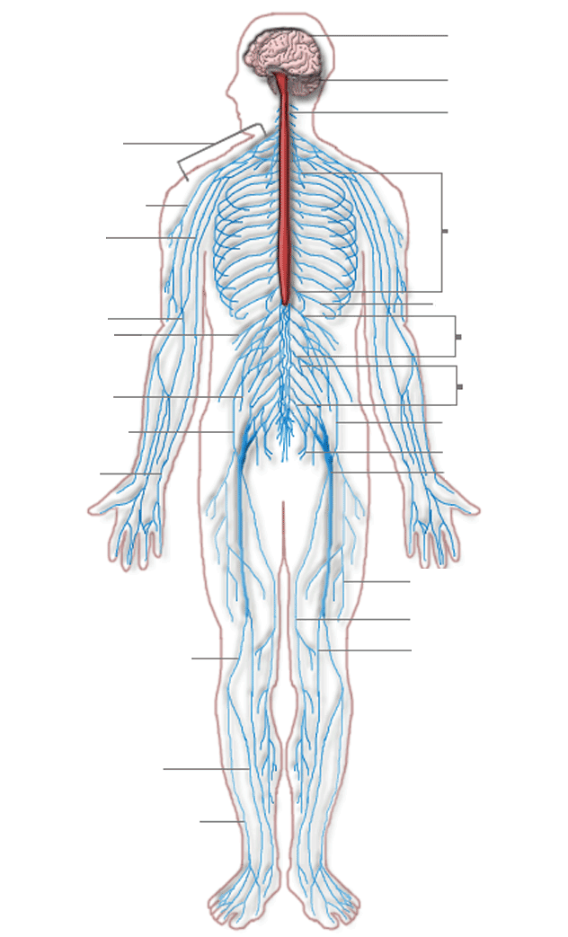 Nervous System Printable Diagram