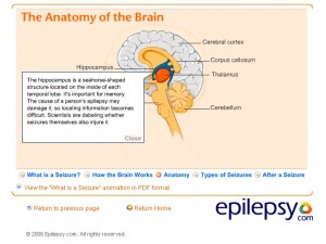 The anatomy of the brain