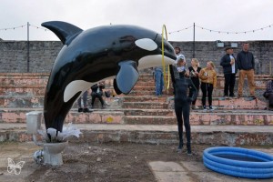 Orca Tricks at Dismaland