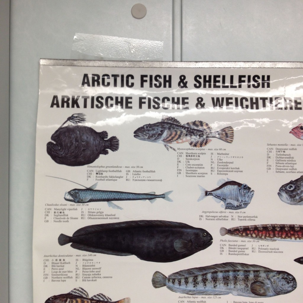 A poster describing biodiversity of Arctic fish. The Lightlamp footballfish looks decidedly grumpy.