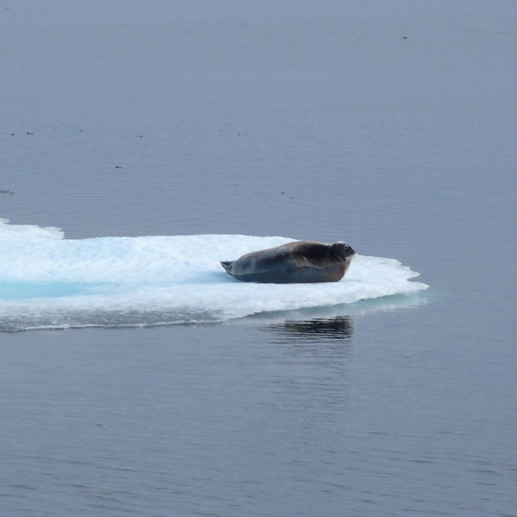 A seal hanging out. Photo: Nina Schuback