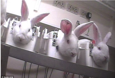 the use of animals in scientific research essay the use of animals in scientific research essay