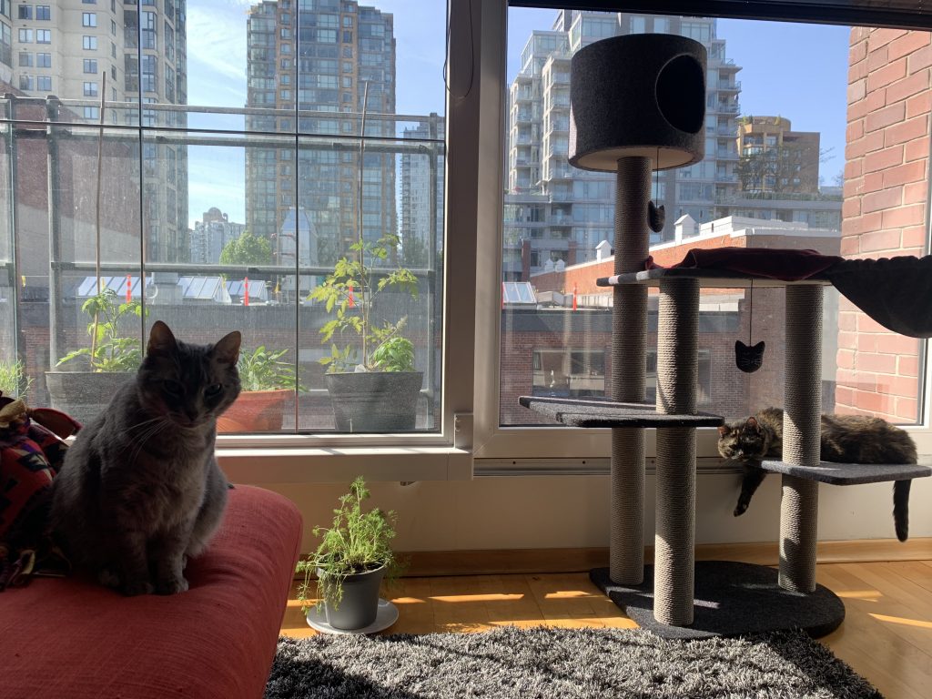 A photo of Tamara's cats, a grey tabby named Mona and a tortie named Gigi, with Tamara's patio garden in the background.