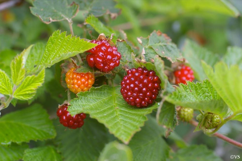 Rubus Spectabilis Alchetron The Free Social Encyclopedia