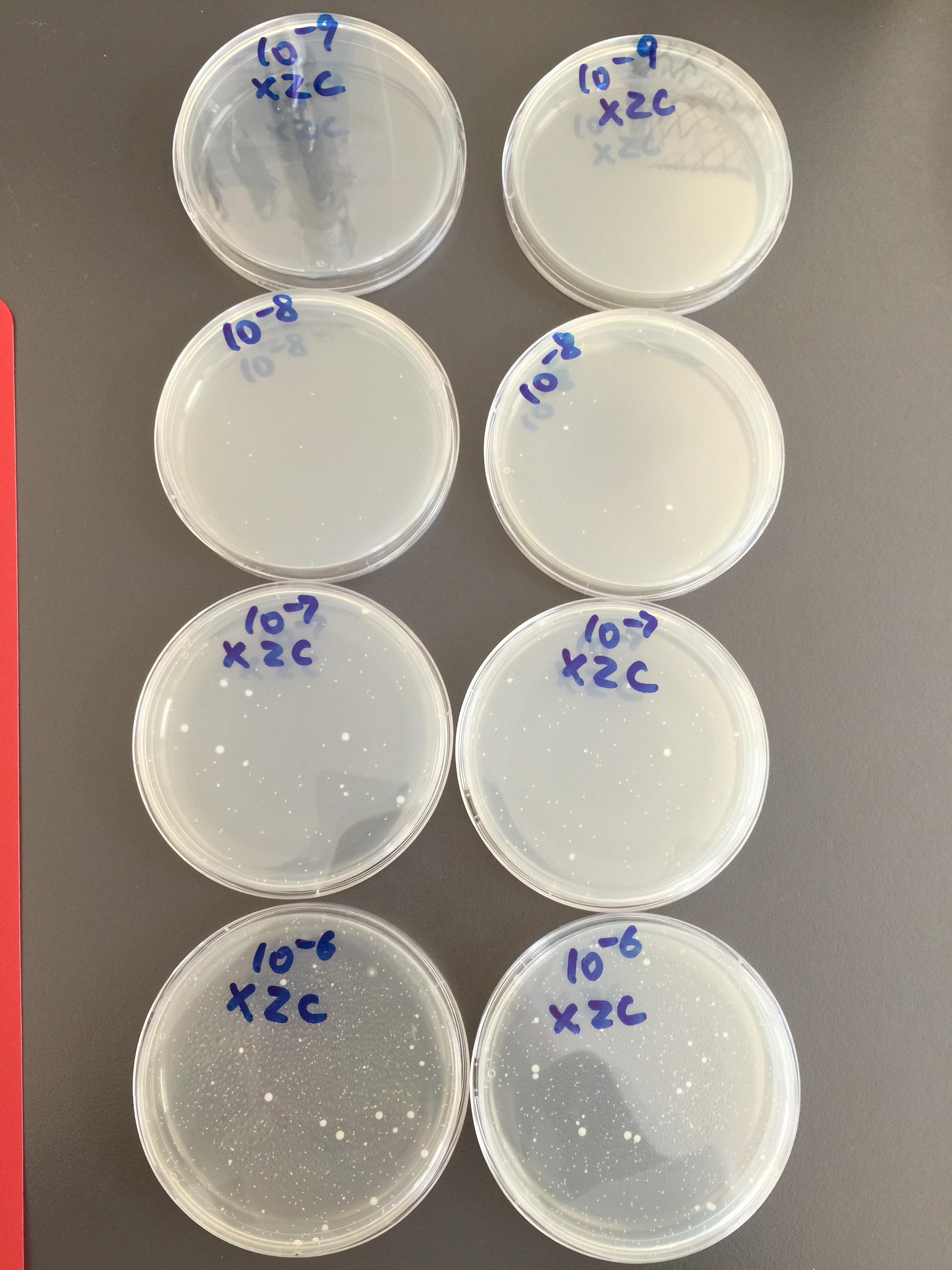 advantages-and-disadvantages-of-the-serial-dilution-agar-plate-technique