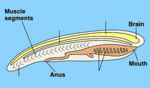 Phylum Chordata – The Biology Classroom