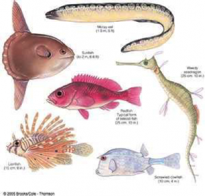 Class Osteichthyes – The Biology Classroom