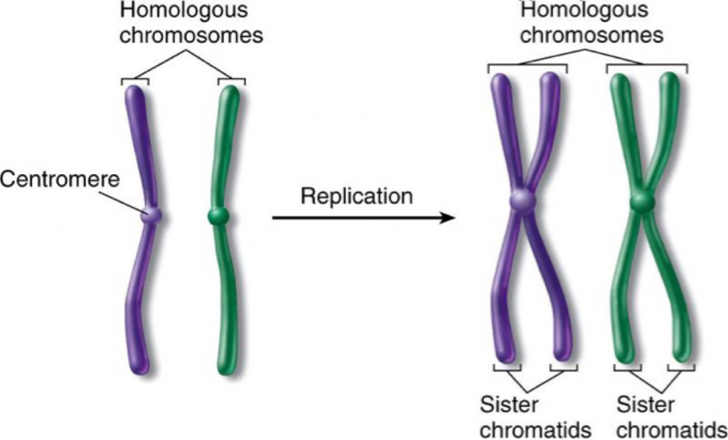 3-2-chromosomes-the-biology-classroom