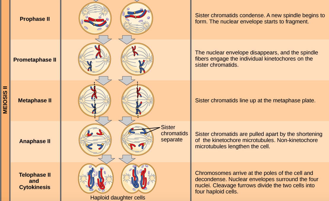 The Different Stages Of Meiosis Explained In Detail Meiosis My Xxx Hot Girl