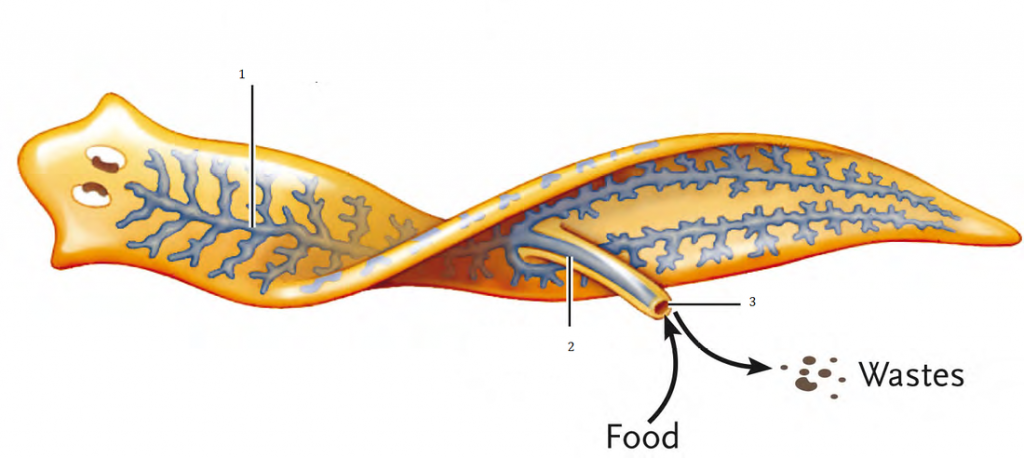Platyhelminthes nutriție și digestie, Sistemul digestiv si funcţia de nutriţie