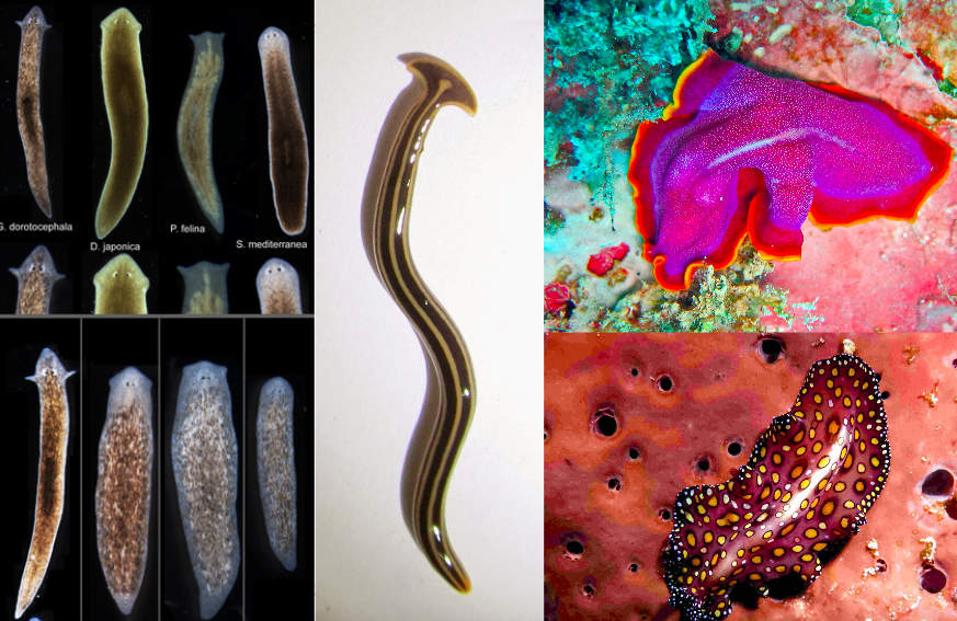 Clase și exemple de platyhelminthes Platyhelminthes 5 exemple